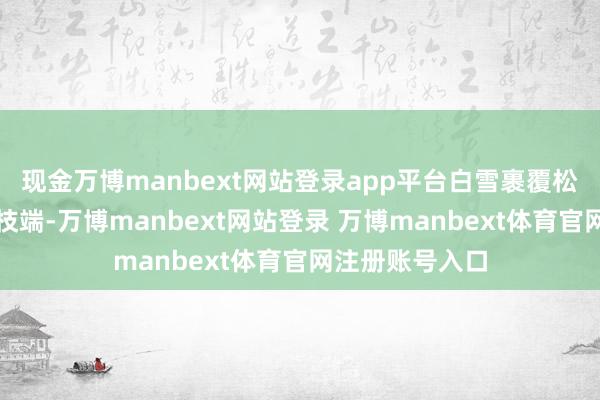现金万博manbext网站登录app平台白雪裹覆松枝、雾凇凝缀枝端-万博manbext网站登录 万博manbext体育官网注册账号入口